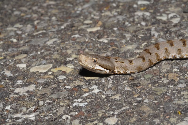 Vipera aspis... di quanti mesi??